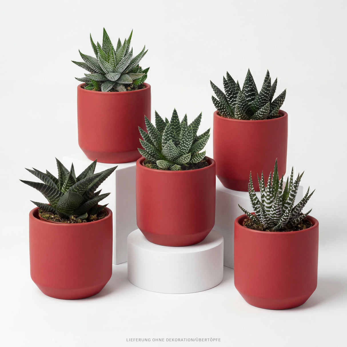 Hei Haworthia - 5er Sukkulenten-Mix