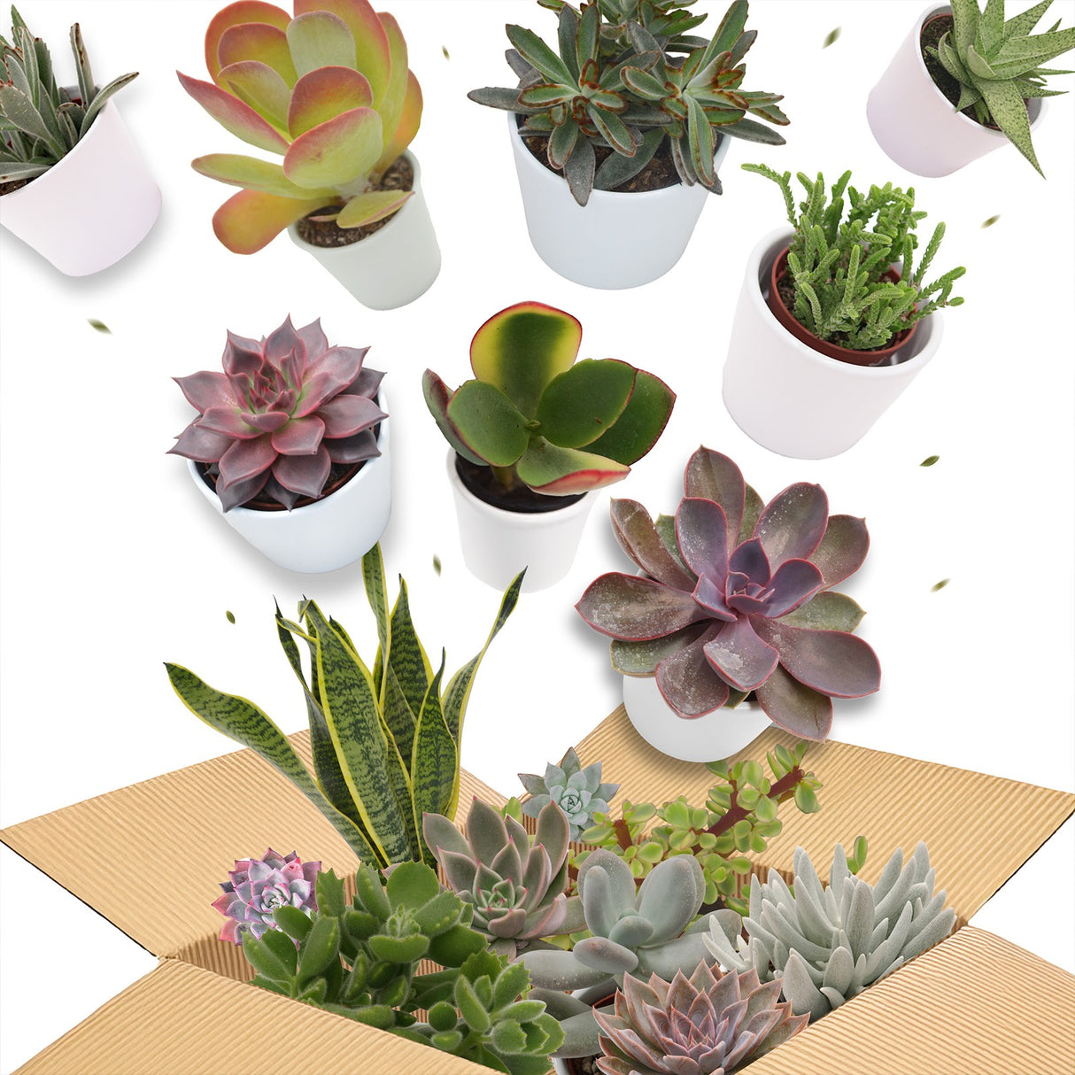 Sukkulenten Wundertüte