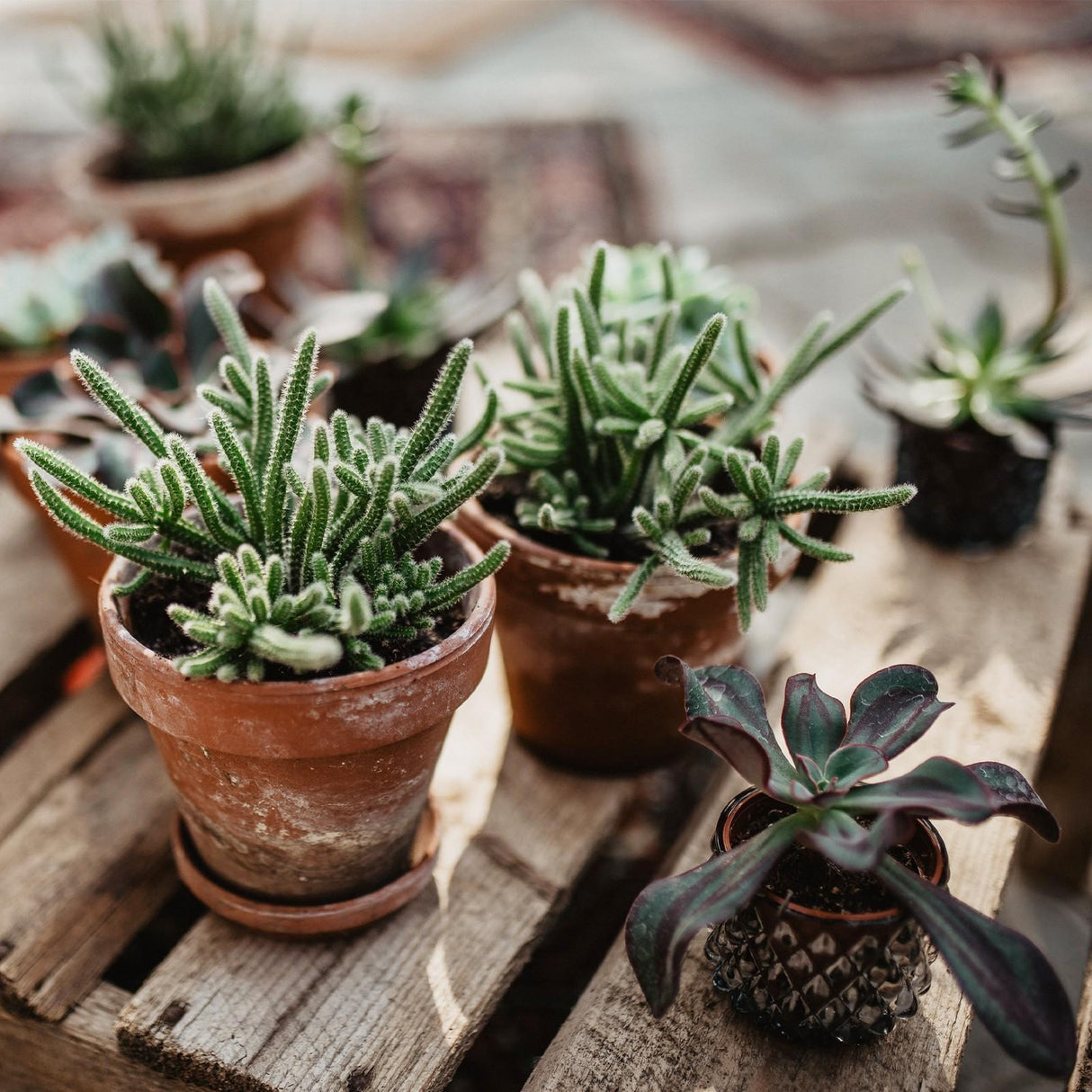 Sukkulenten Wundertüte