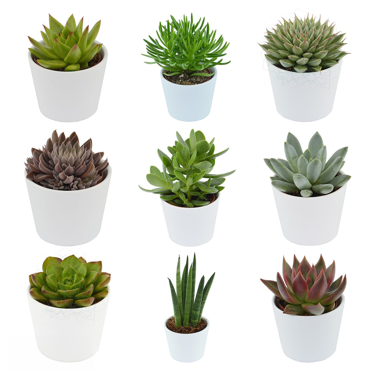 2/3 Rosetten 1/3 gemischte Formen