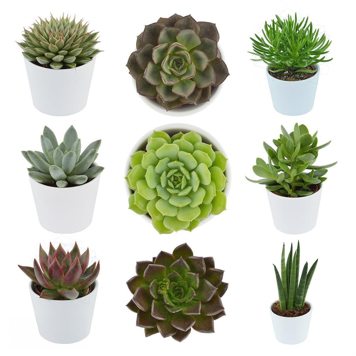 2/3 Rosetten 1/3 gemischte Formen