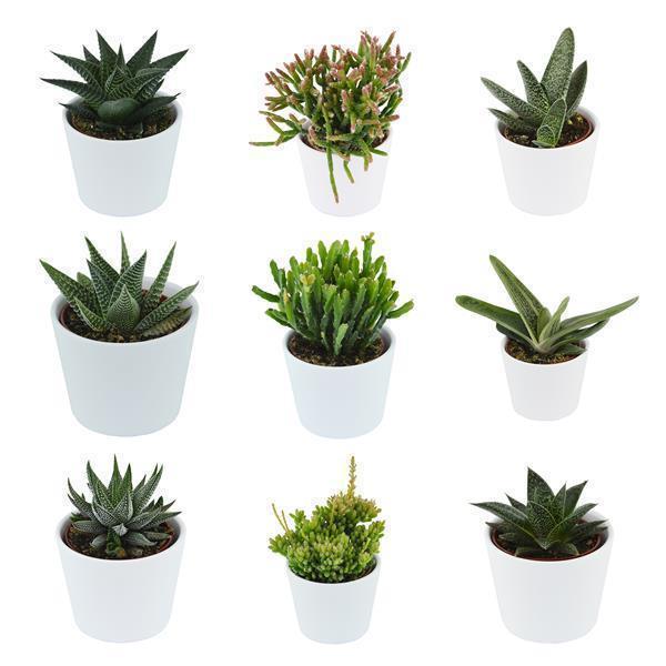 Schattiges Plätzchen