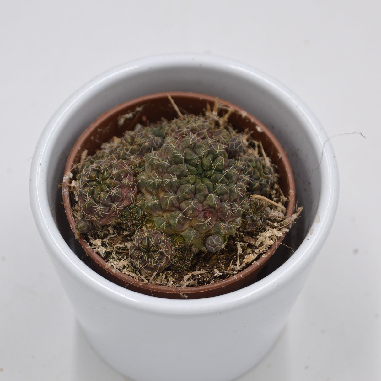 Sulcorebutia canigueralii- 5,5cm