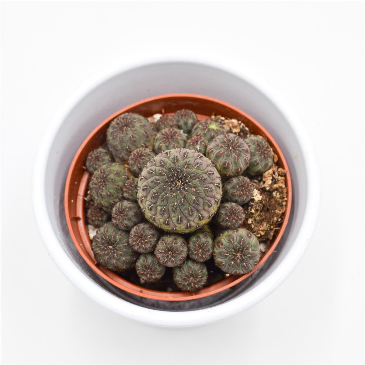 Sulcorebutia rauschii Violet - 8.5cm