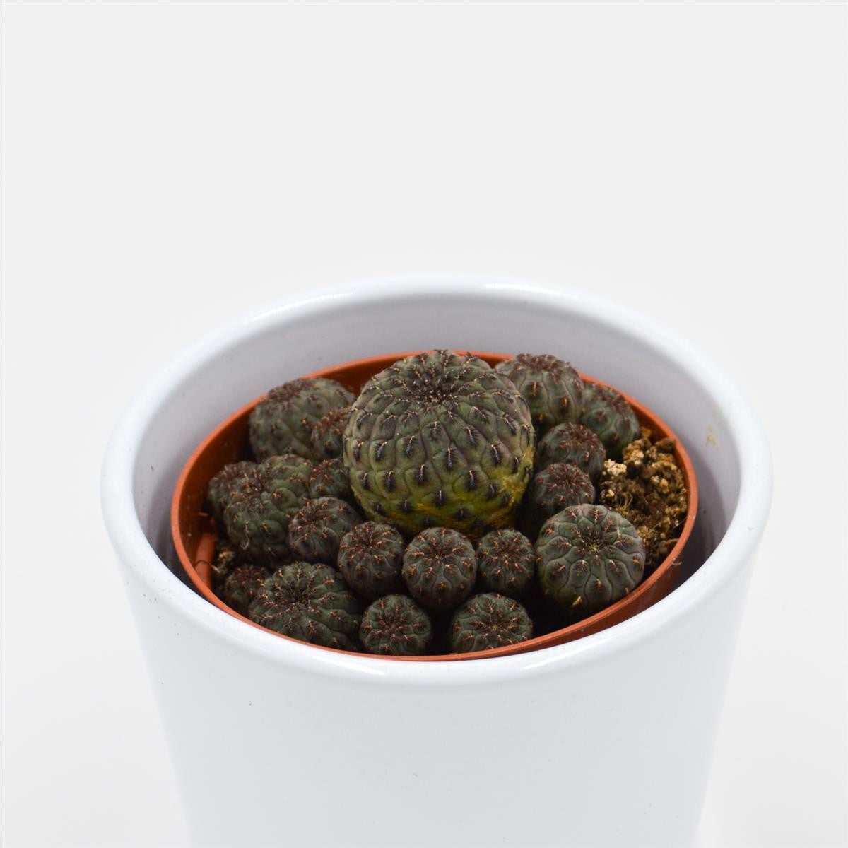 Sulcorebutia rauschii Violet - 8.5cm