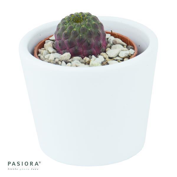 Sulcorebutia rauschii Violet - 5,5cm