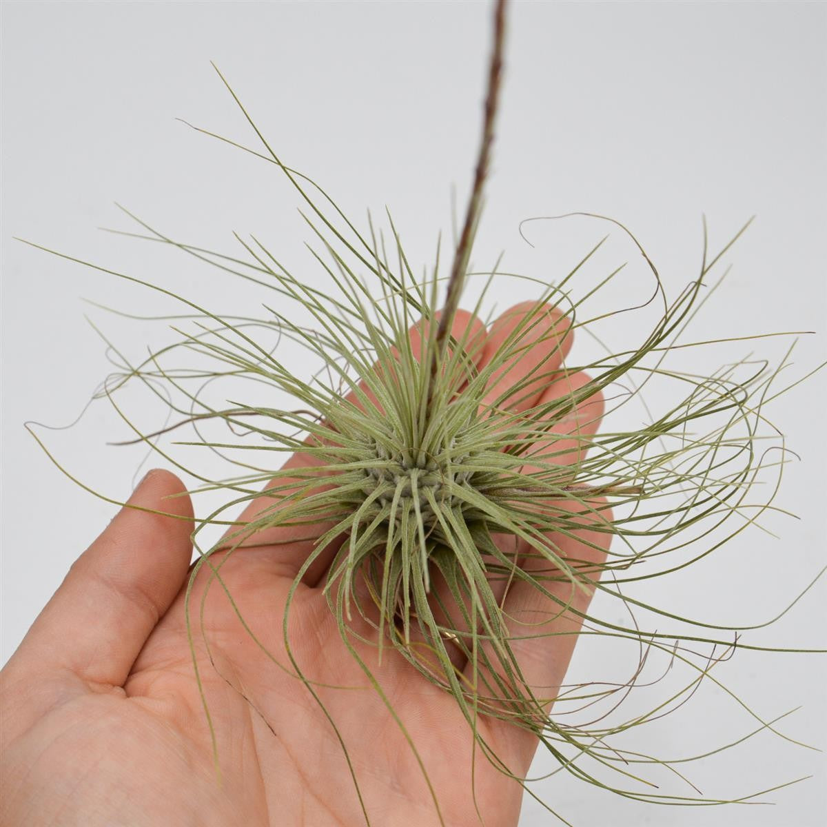 Tillandsia argentea
