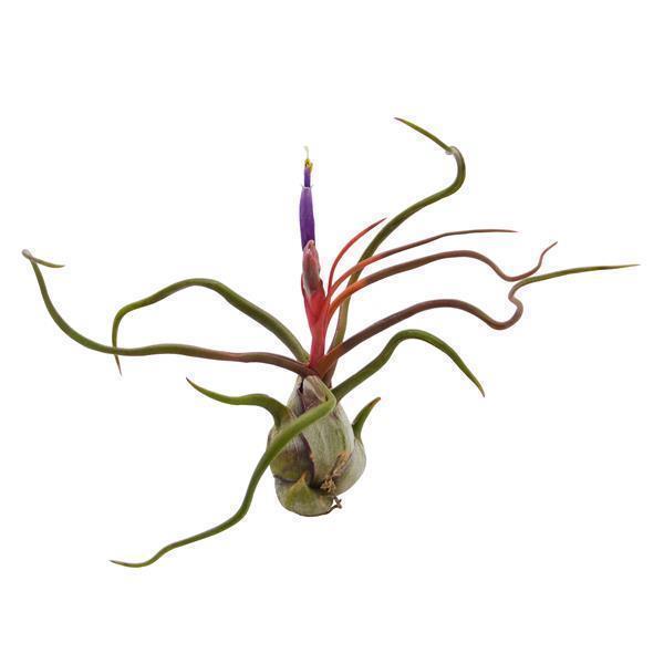 Tillandsia bulbosa