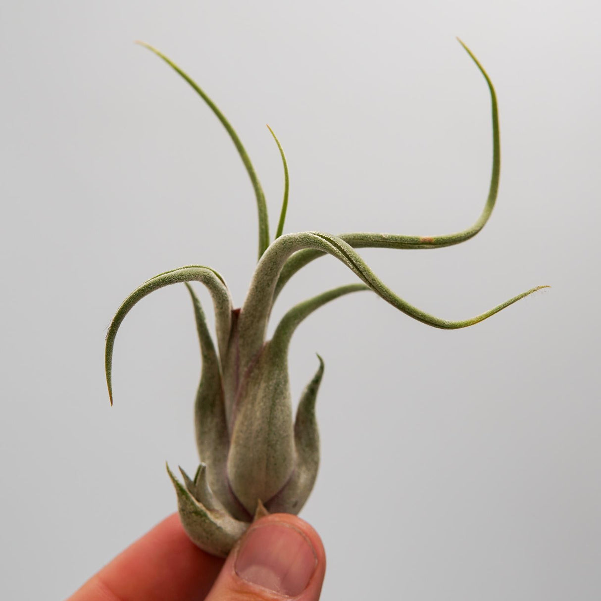 Tillandsia caput-medusae