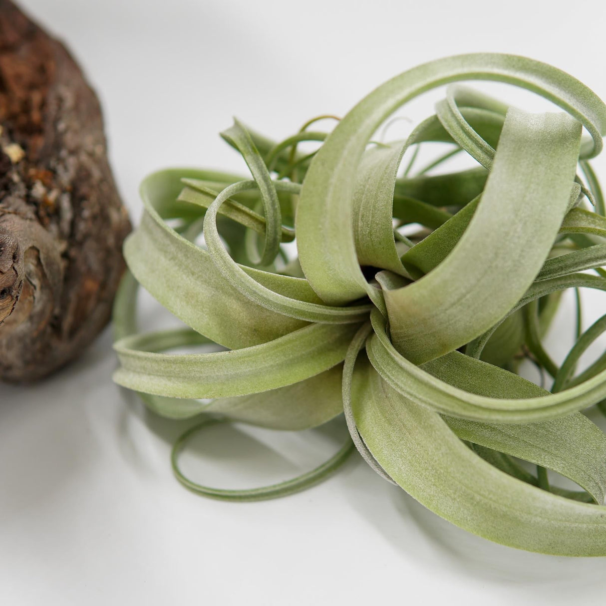 Tillandsia Curly Slim