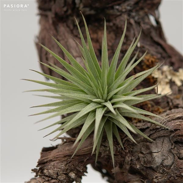 Tillandsia espinosae
