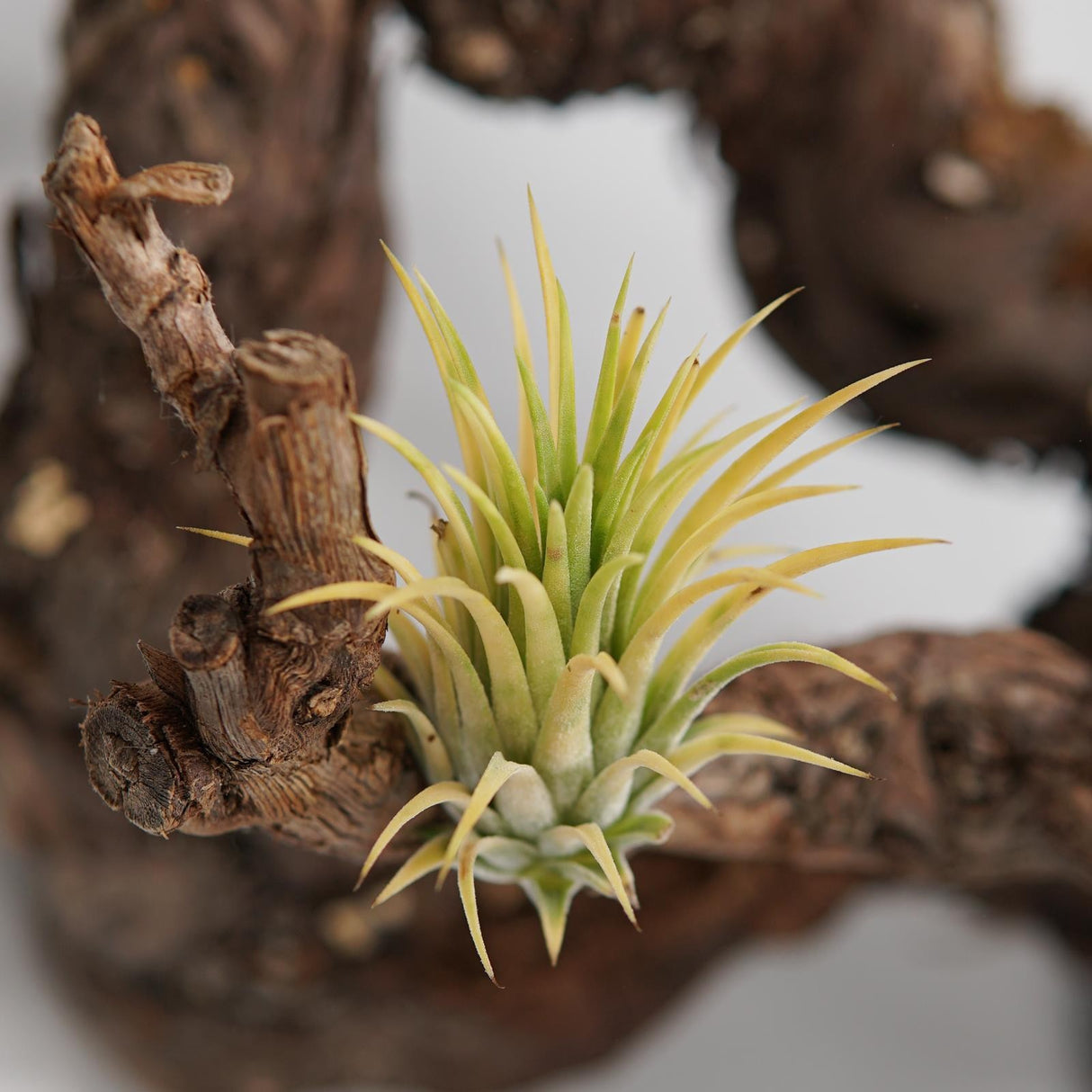 Tillandsia ionantha Druid