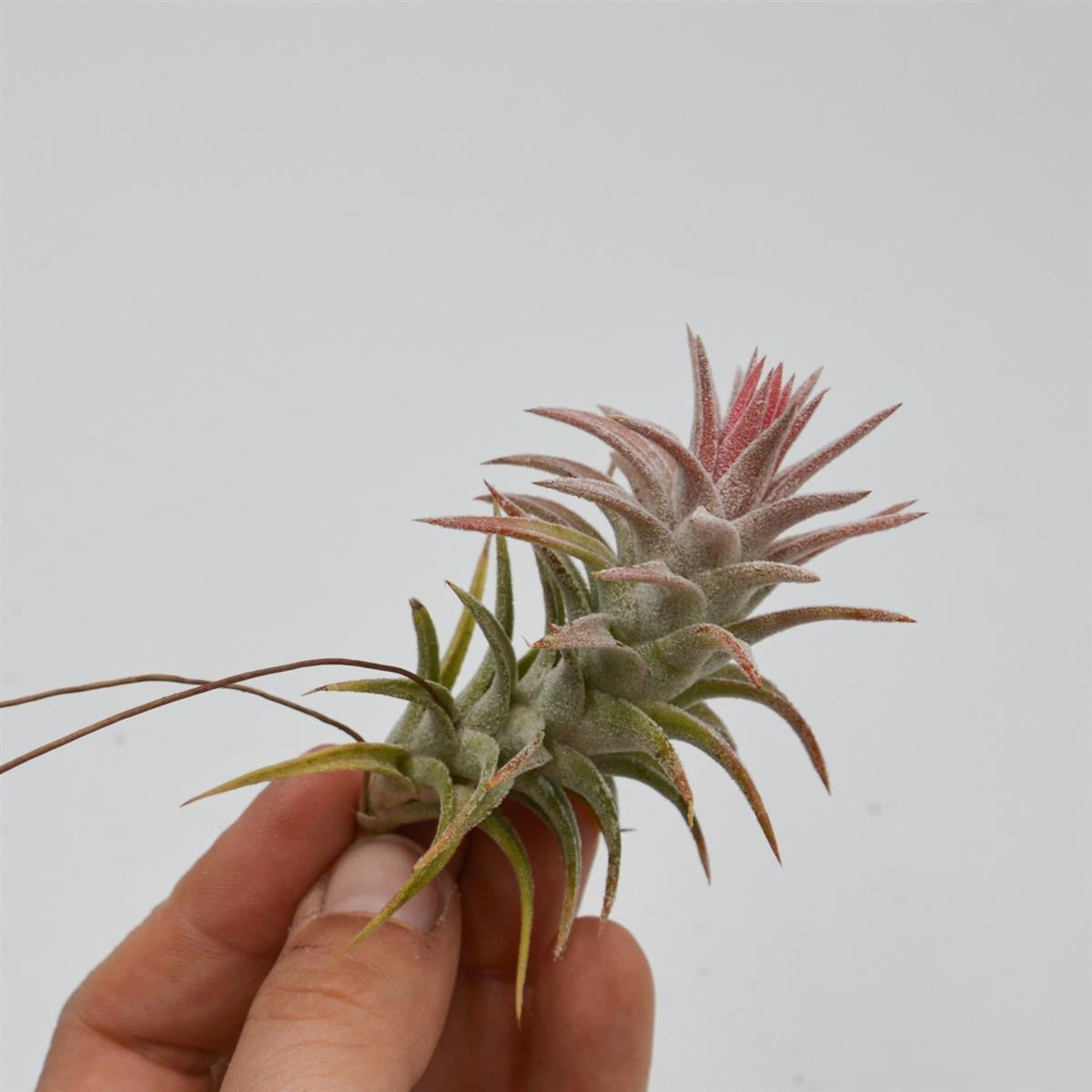 Tillandsia ionantha var. vanhyningii