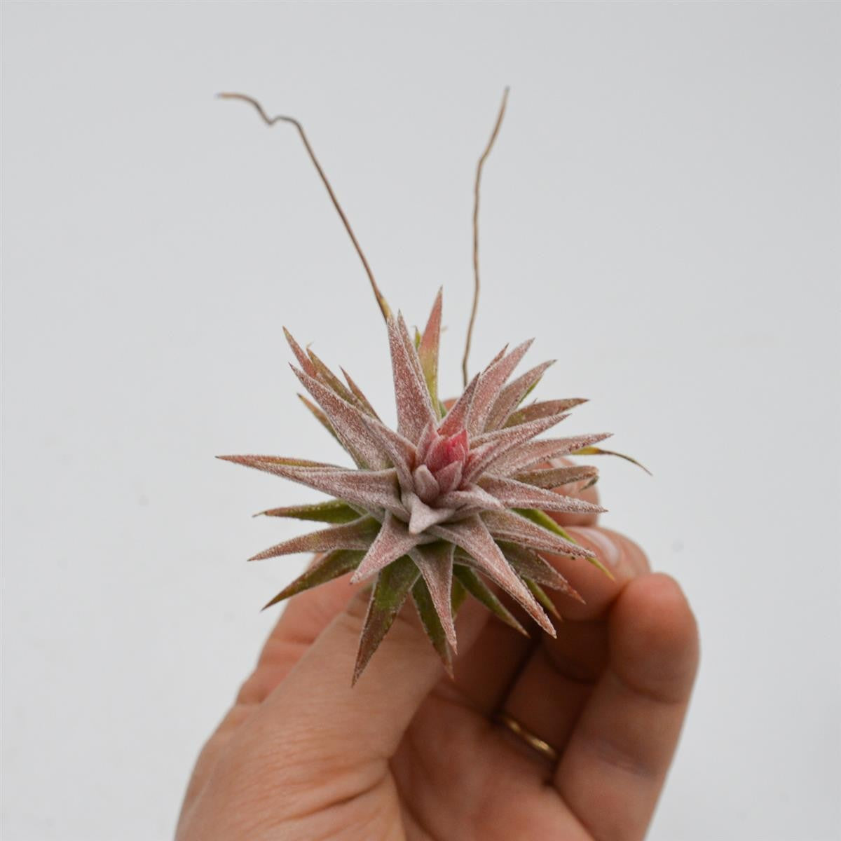 Tillandsia ionantha var. vanhyningii