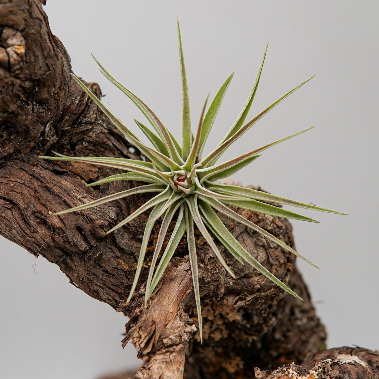 Tillandsia kammii