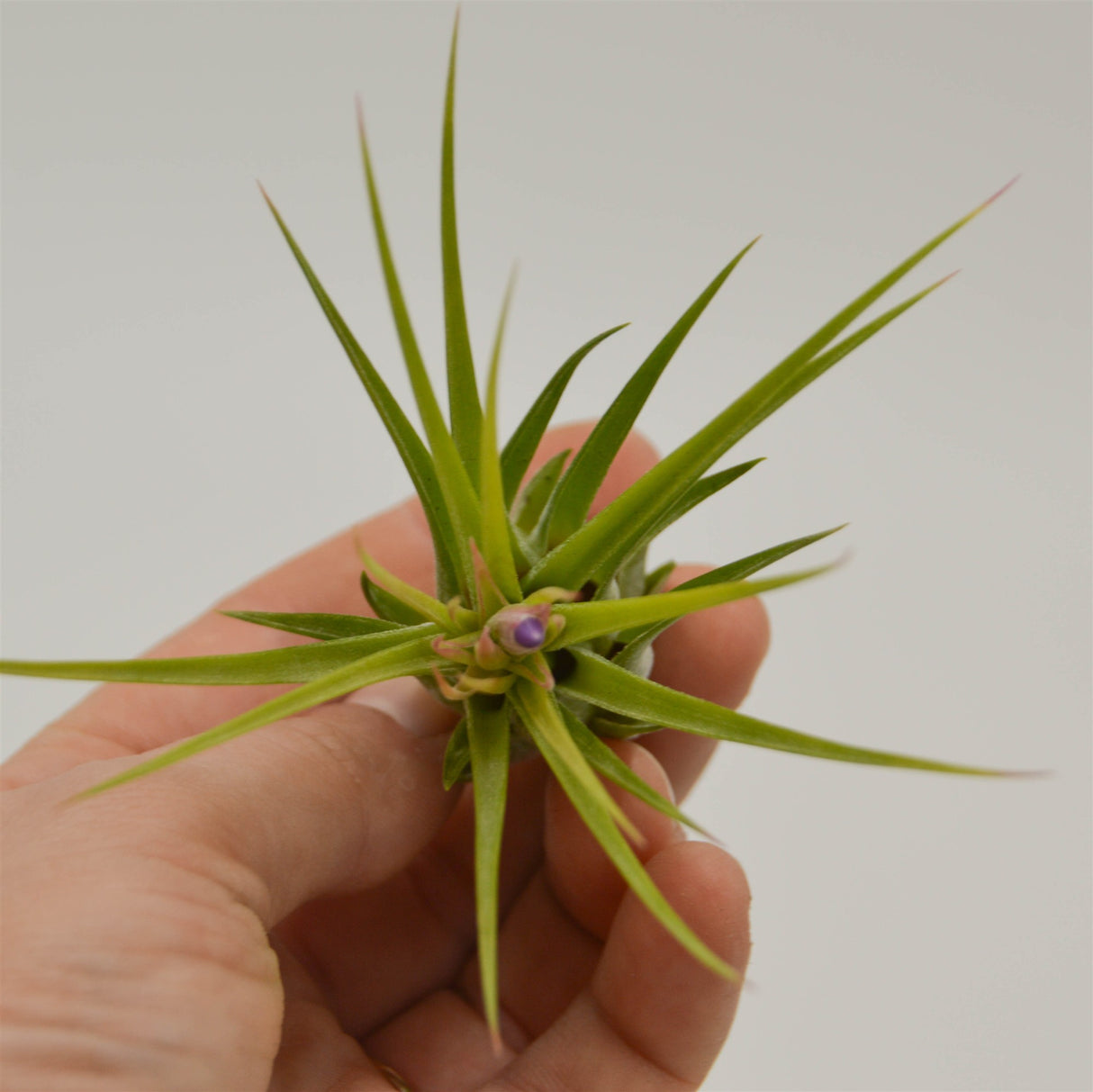 Tillandsia kolbii (ion. scaposa)