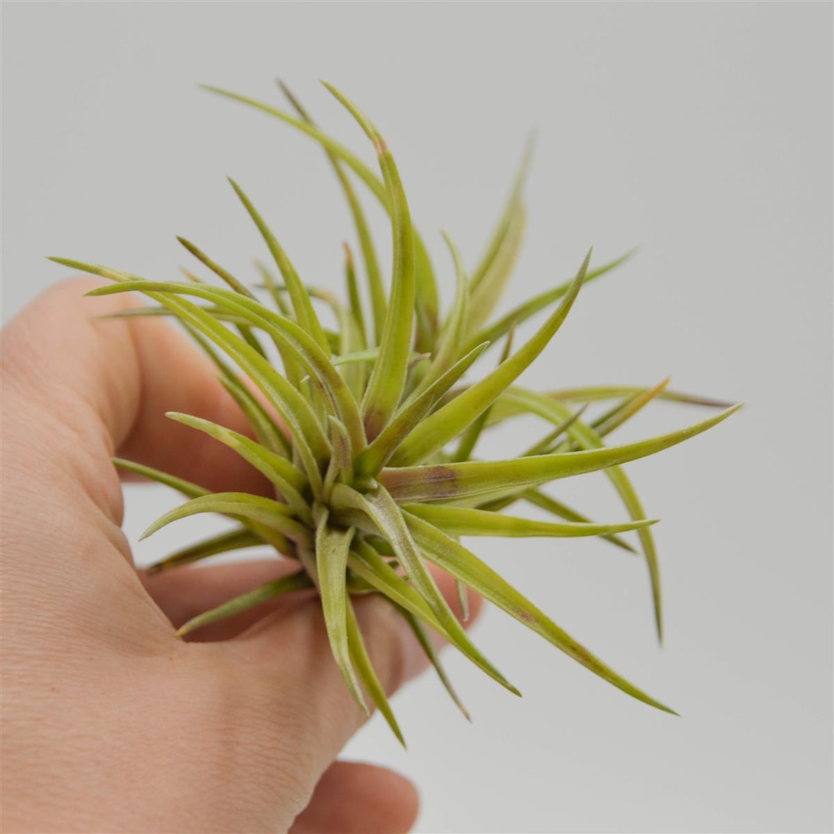 Tillandsia neglecta