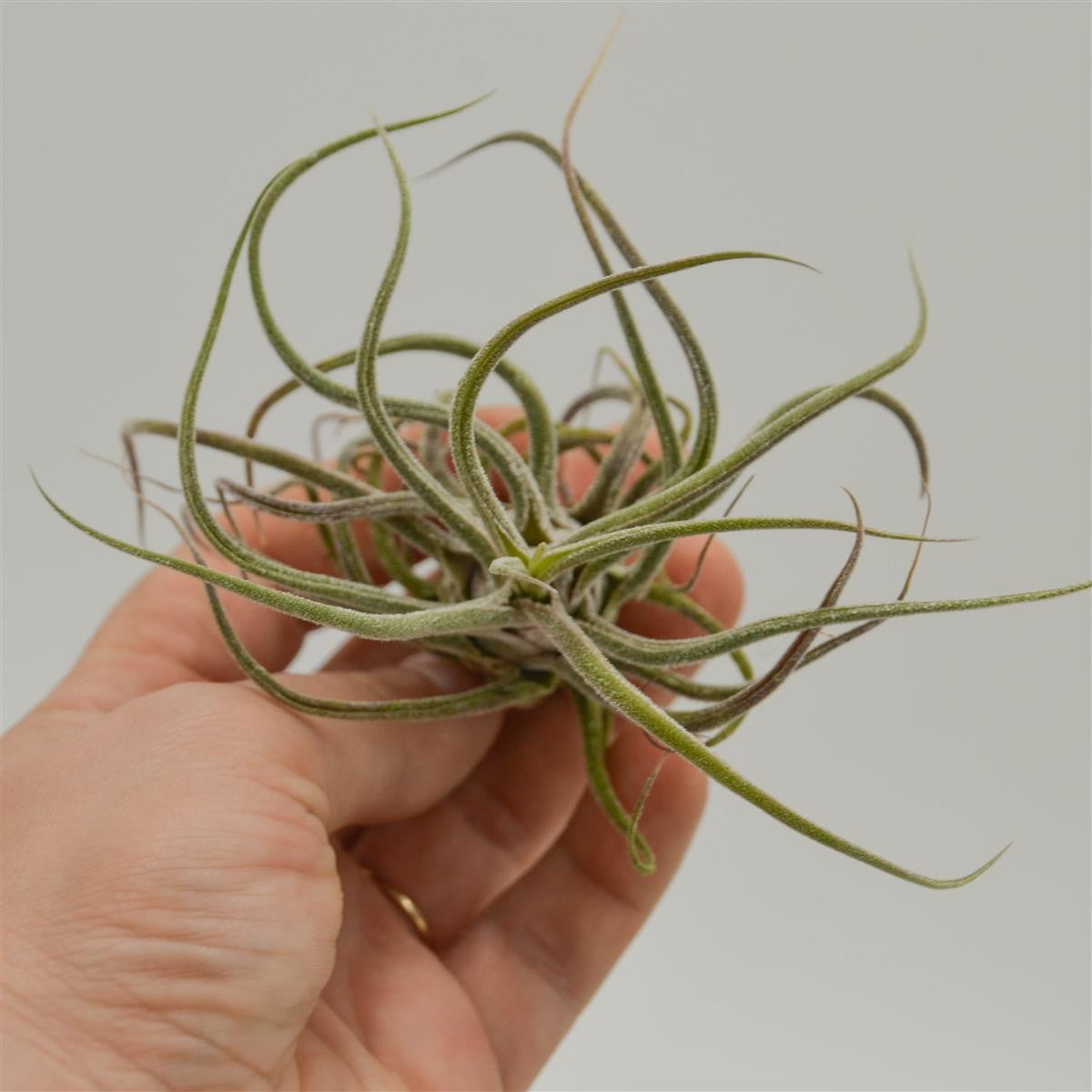 Tillandsia pruinosa