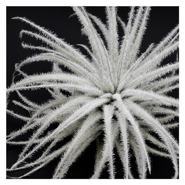 Tillandsia tectorum Snowball