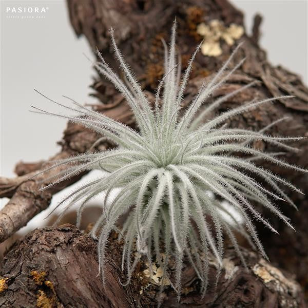 Tillandsia tectorum Snowball