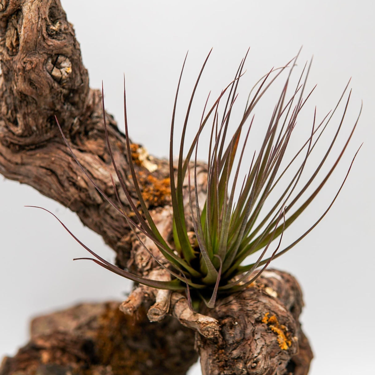 Tillandsia tricolor v. melanocrater