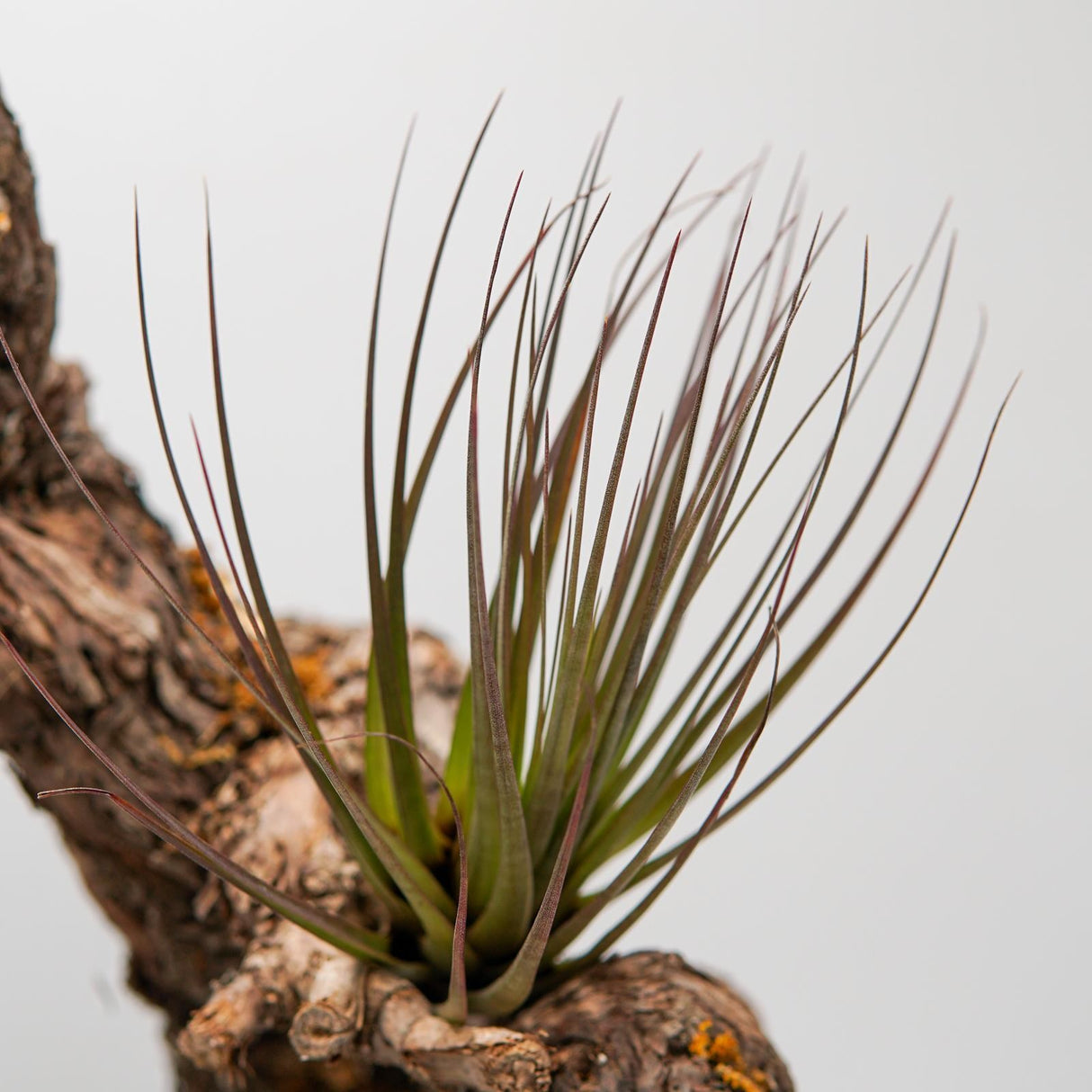 Tillandsia tricolor var. melanocrater