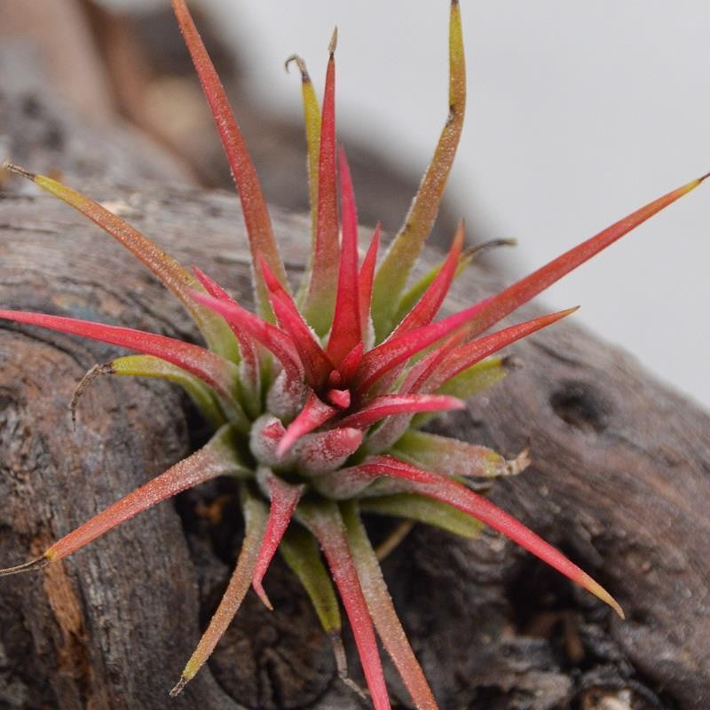 Tillandsia ionantha fuego