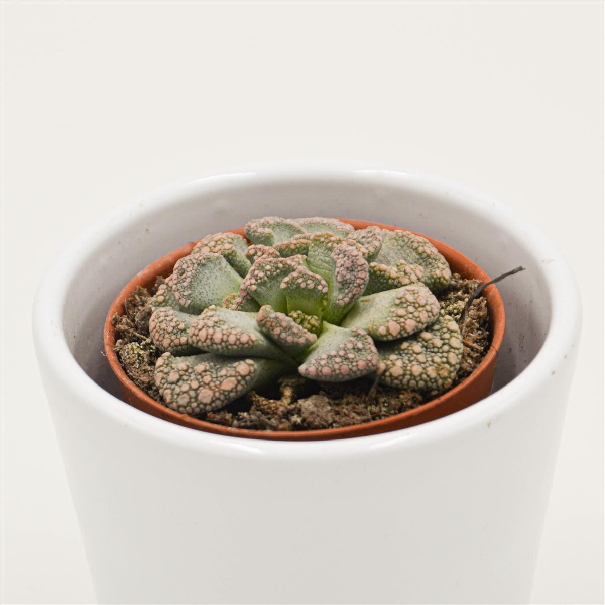 Titanopsis calcarea - 5,5cm