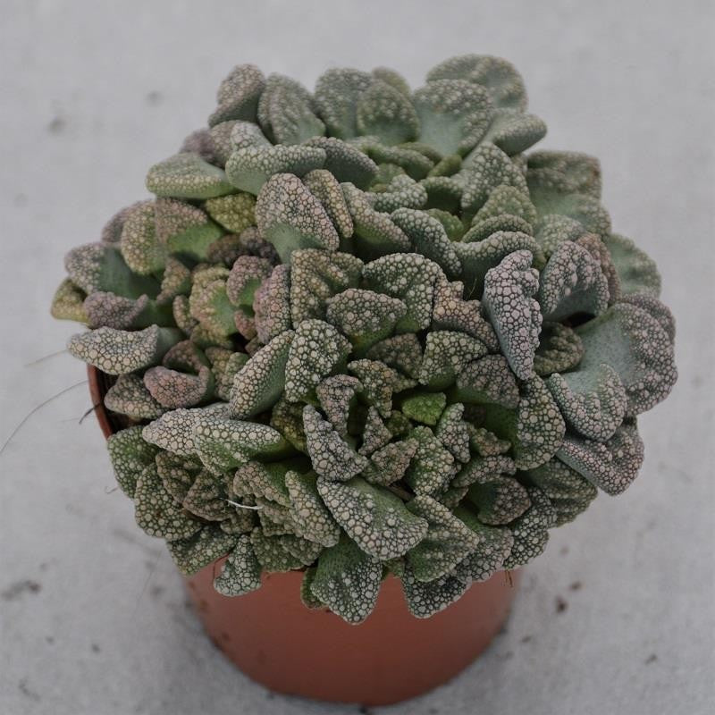 Titanopsis calcarea - 8,5cm