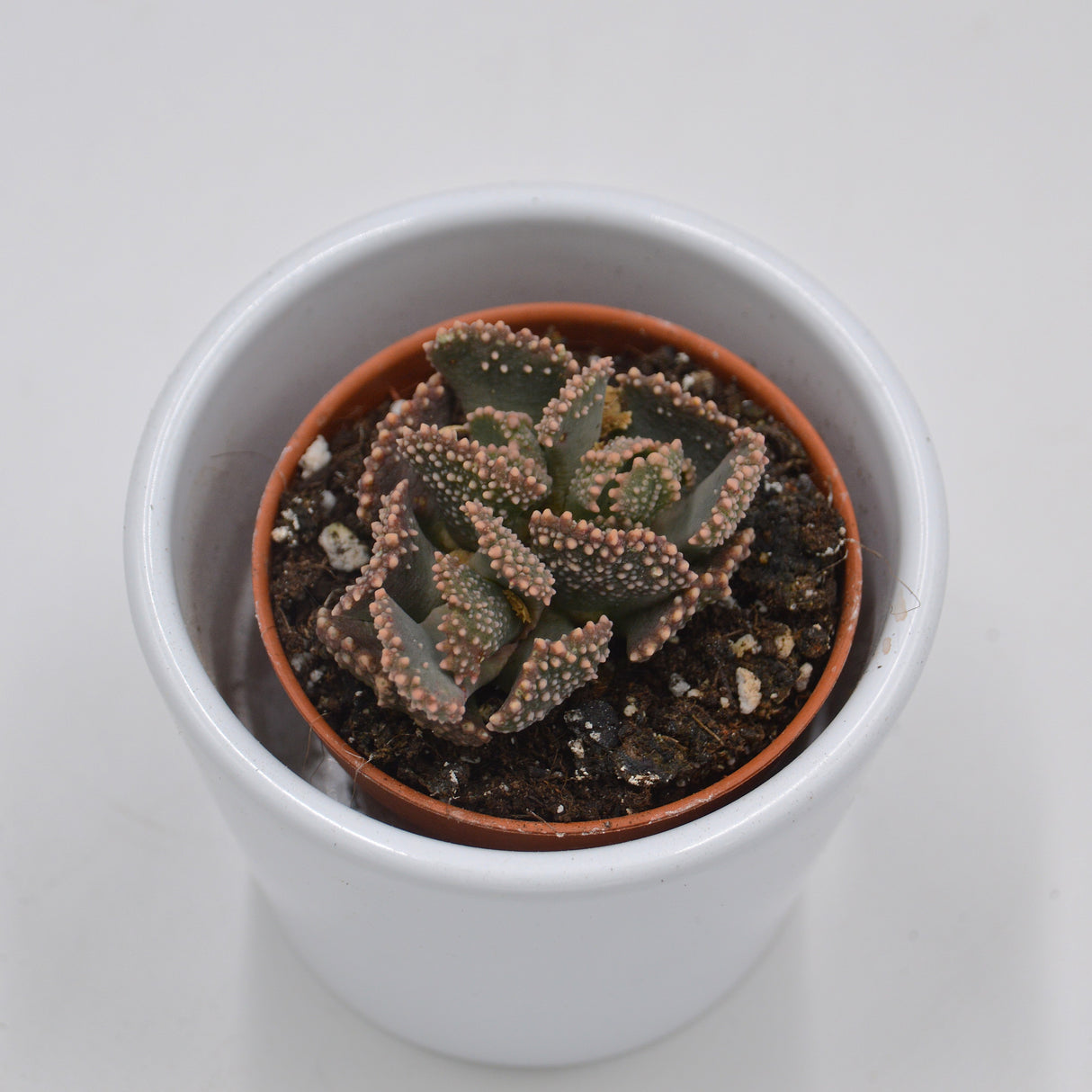 Titanopsis fulleri - 5,5cm
