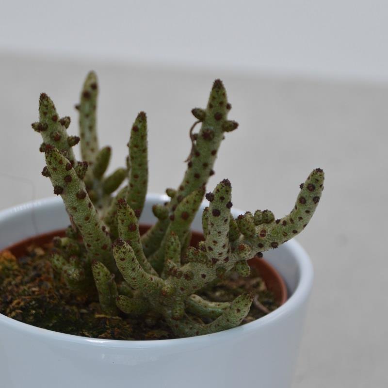 Tylecodon buchholzianus - 8,5cm