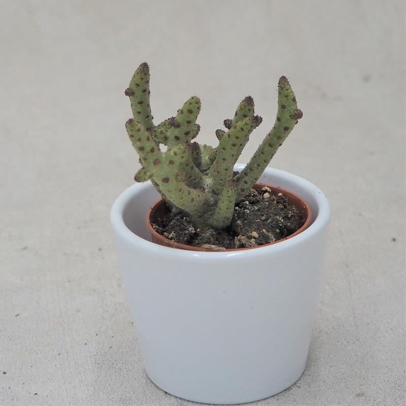 Tylecodon buchholzianus - 5,5cm