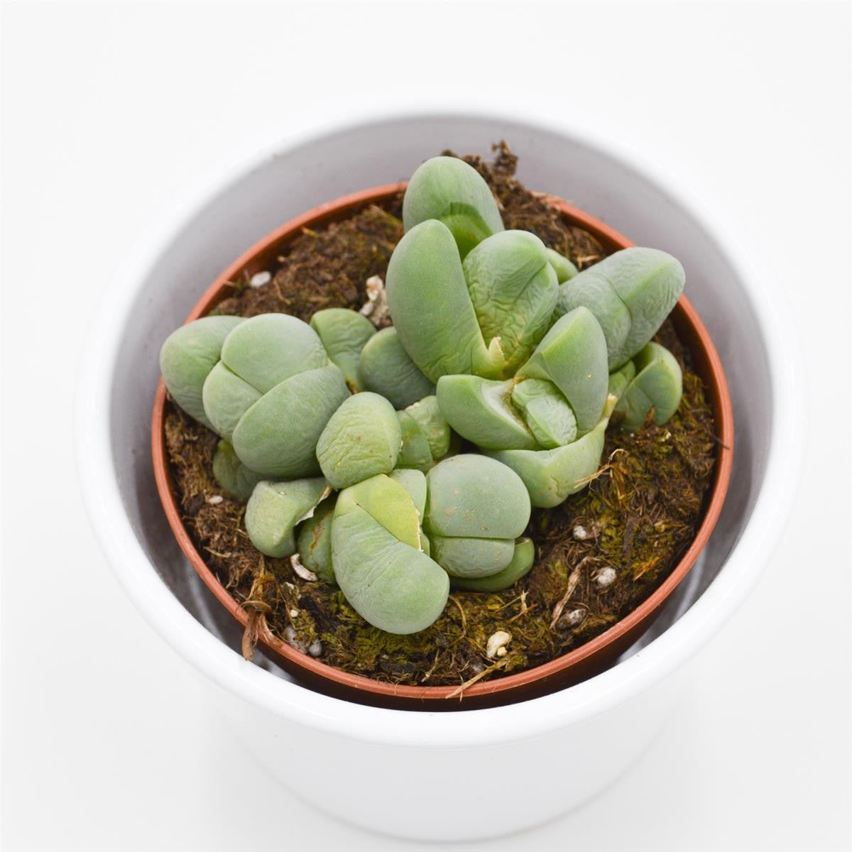 Vanheerdea divergens - 8,5cm