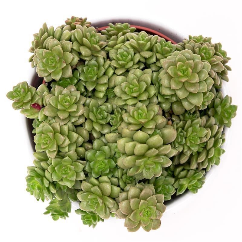 x Cremnosedum Little Gem - 8,5cm