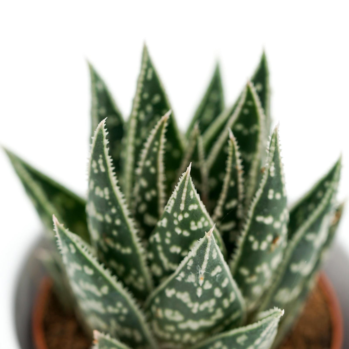x Gasteraloe Interstellar - 5,5cm