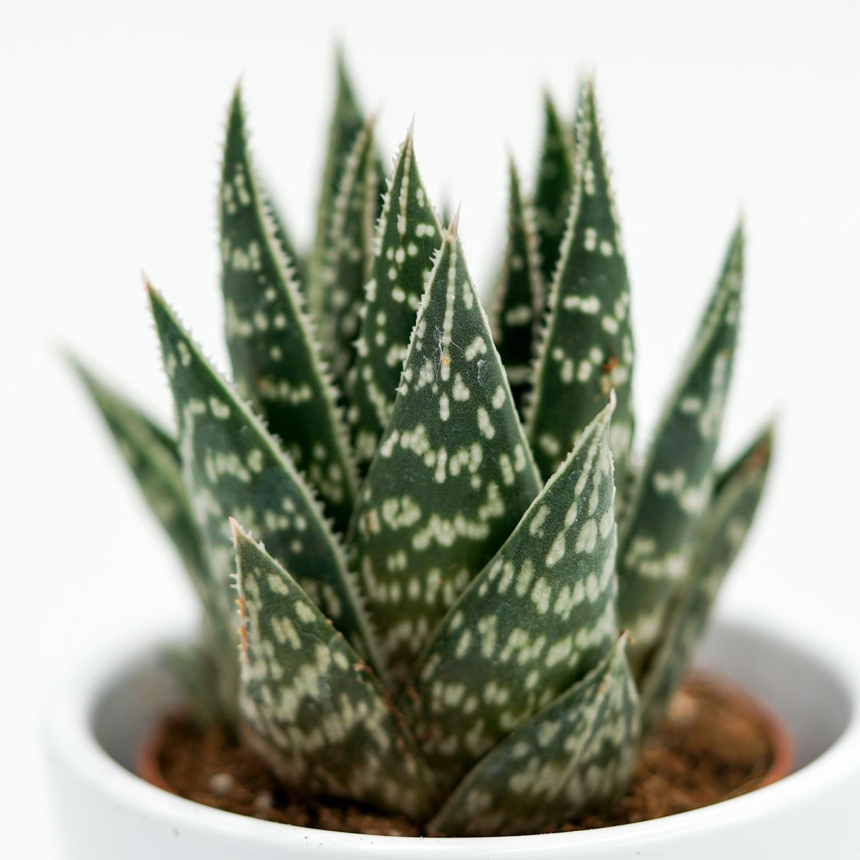 x Gasteraloe Interstellar - 5,5cm