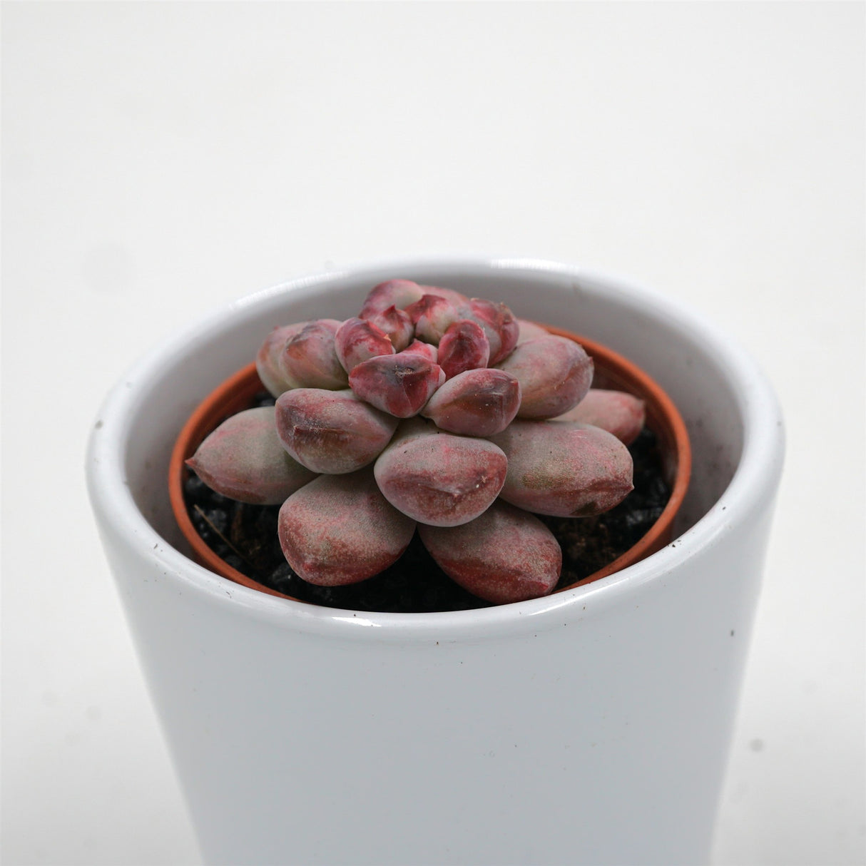 x Graptoveria Graptoveria Black Racoon - 5,5cm