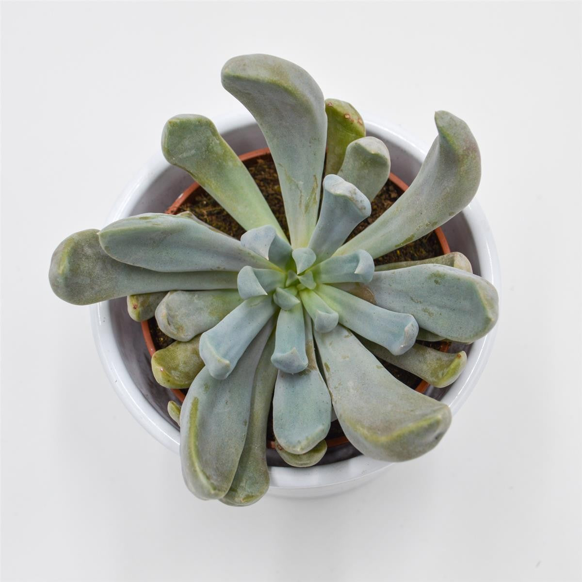 x Graptoveria Lilac Spoons / Cupid / Topsy Debbie - 8,5cm