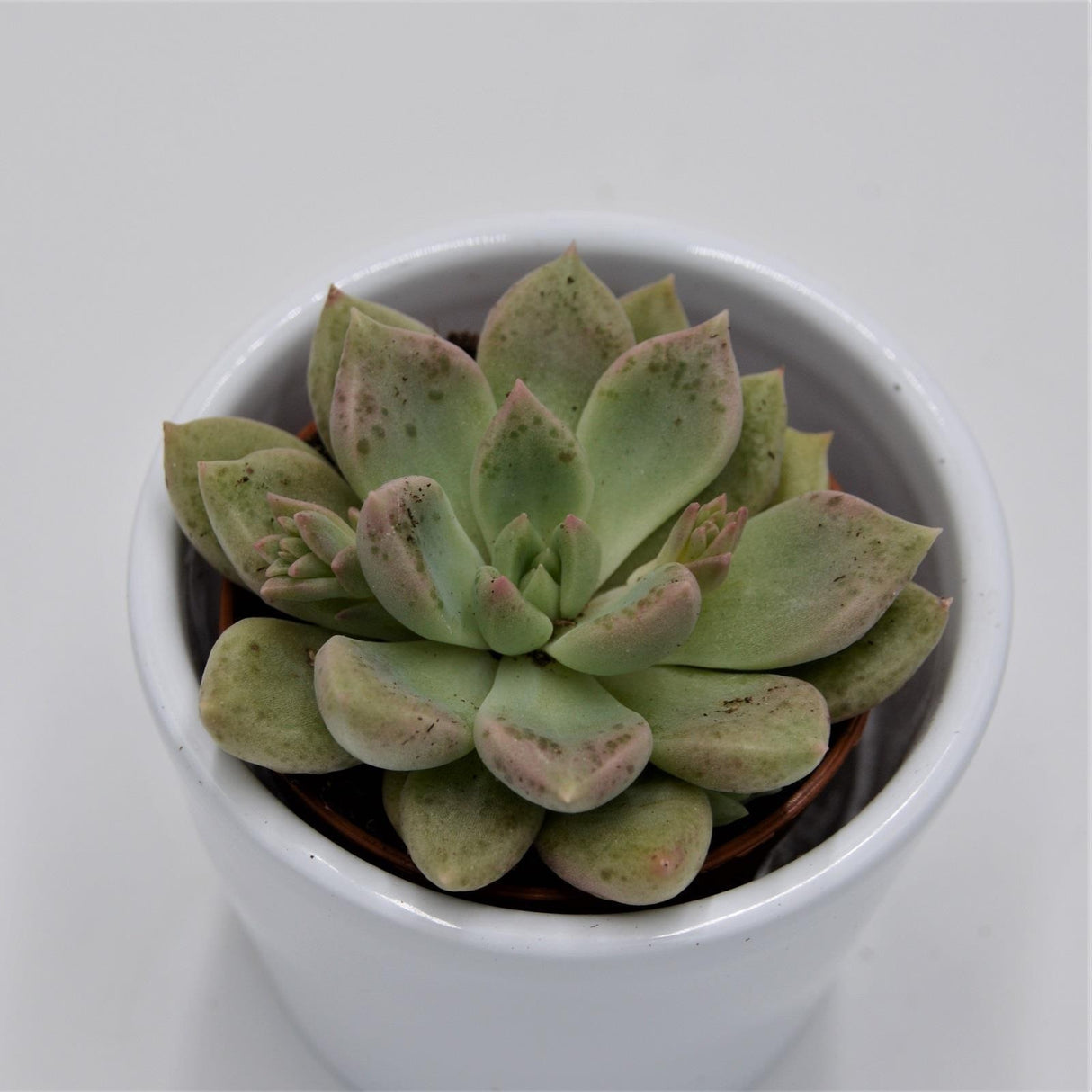 x Graptoveria Melody - 5,5cm