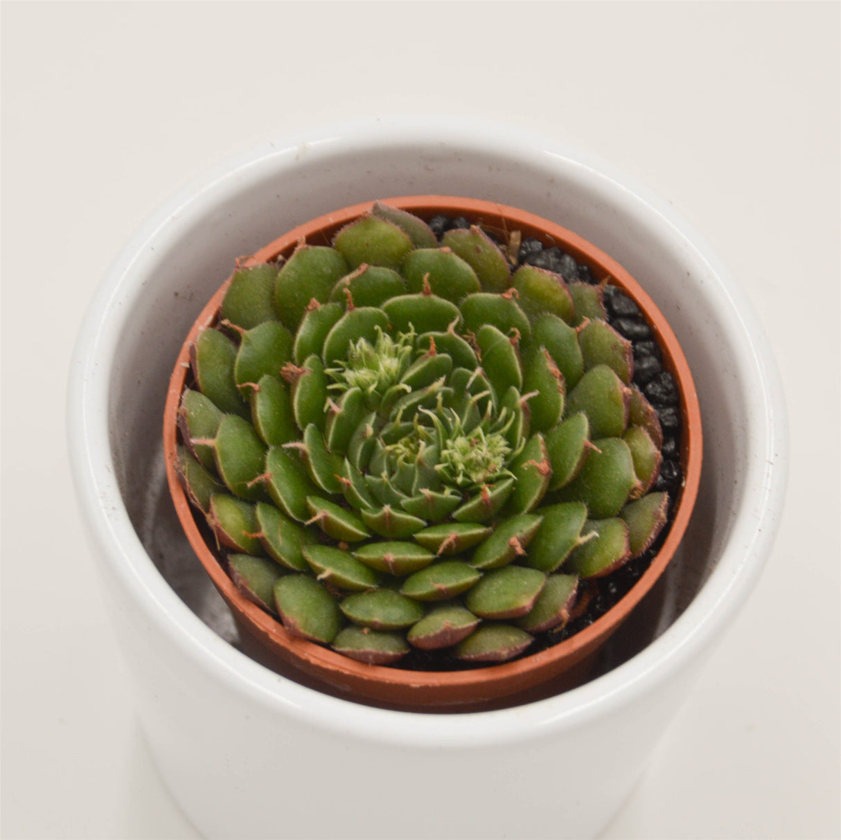 x Graptoveria Olivia - 5,5cm