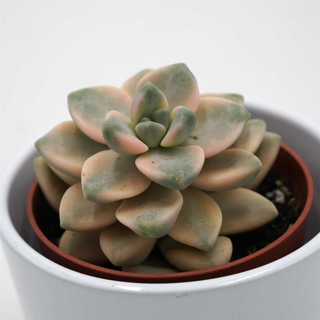 x Graptoveria titubans f. variegata - 8,5cm