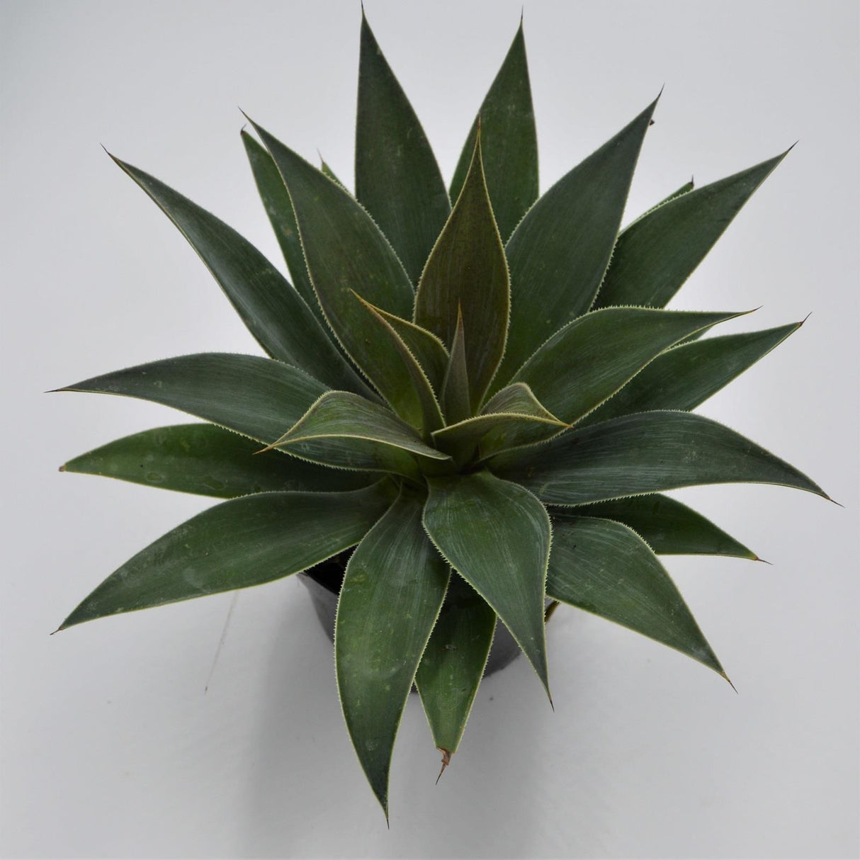 x Mangave Lavender Lady - 13cm