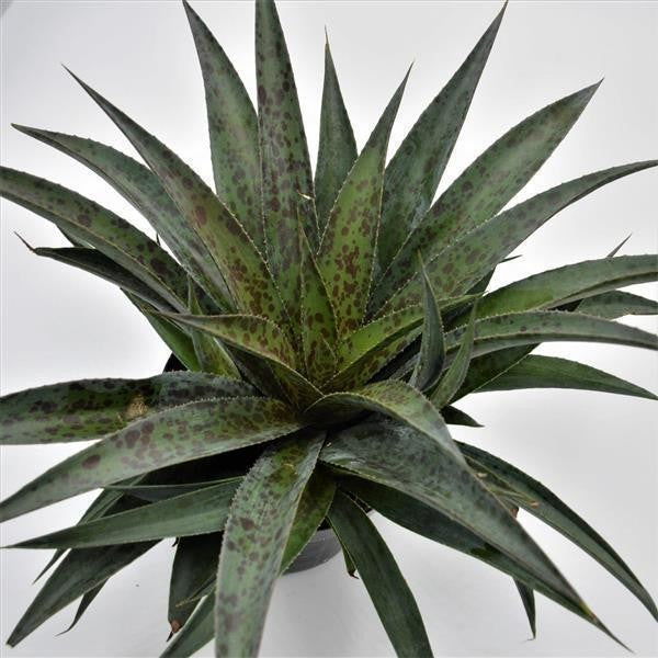 x Mangave Pineapple Express - 13cm