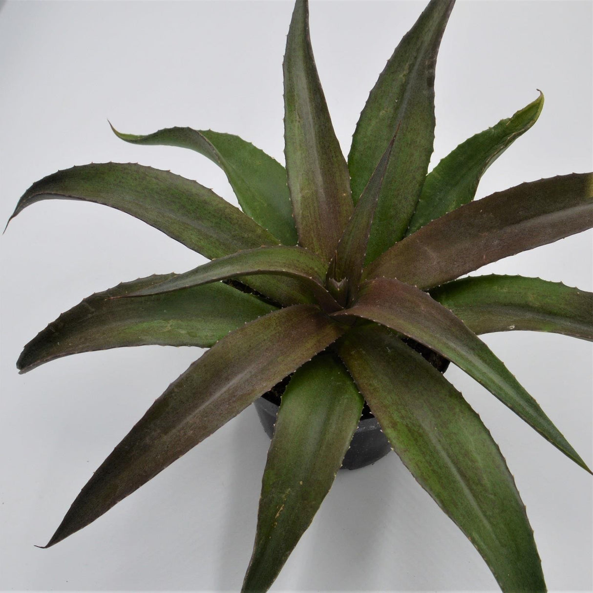 x Mangave Redwing - 13cm