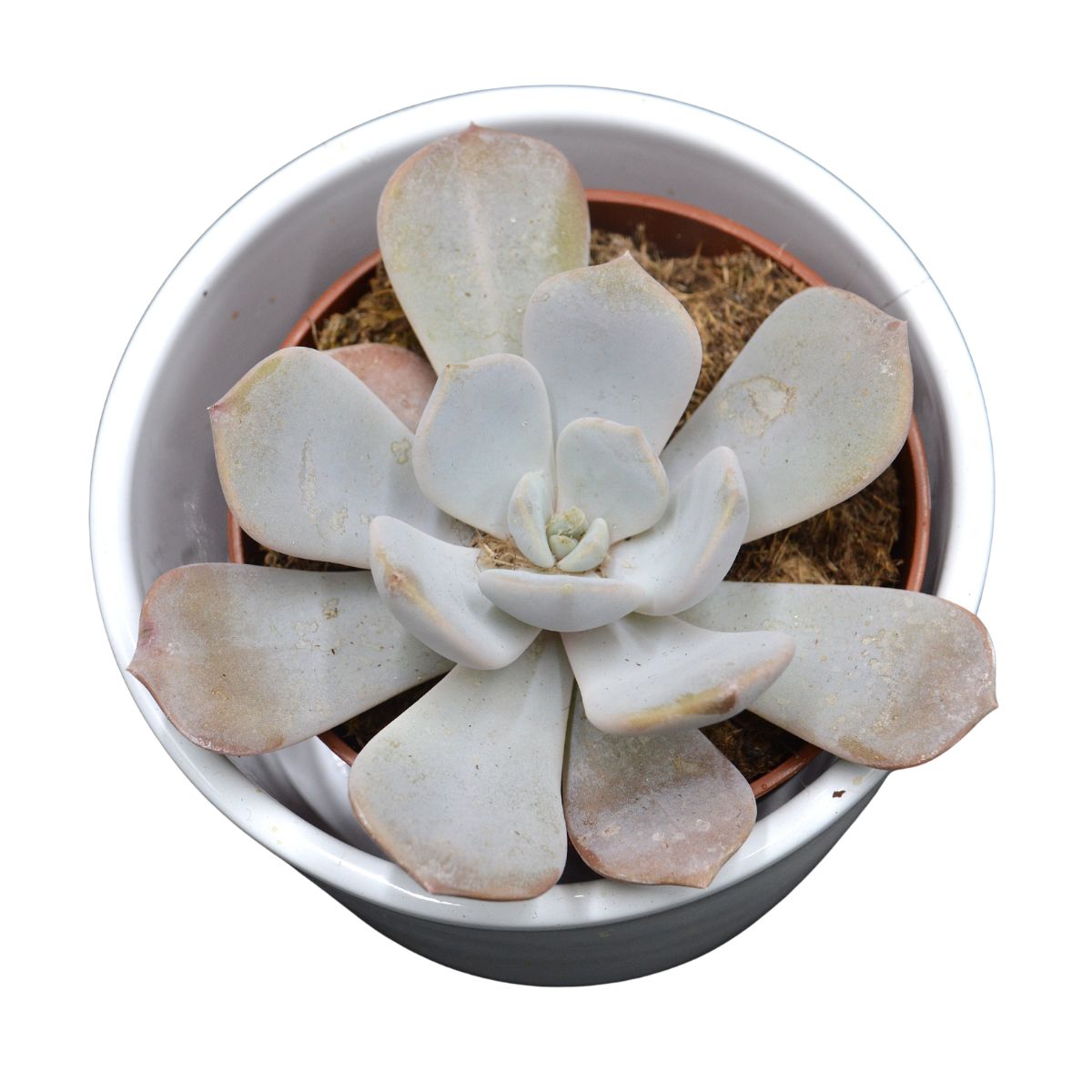 x Pachyveria Asante Sana - 8,5cm