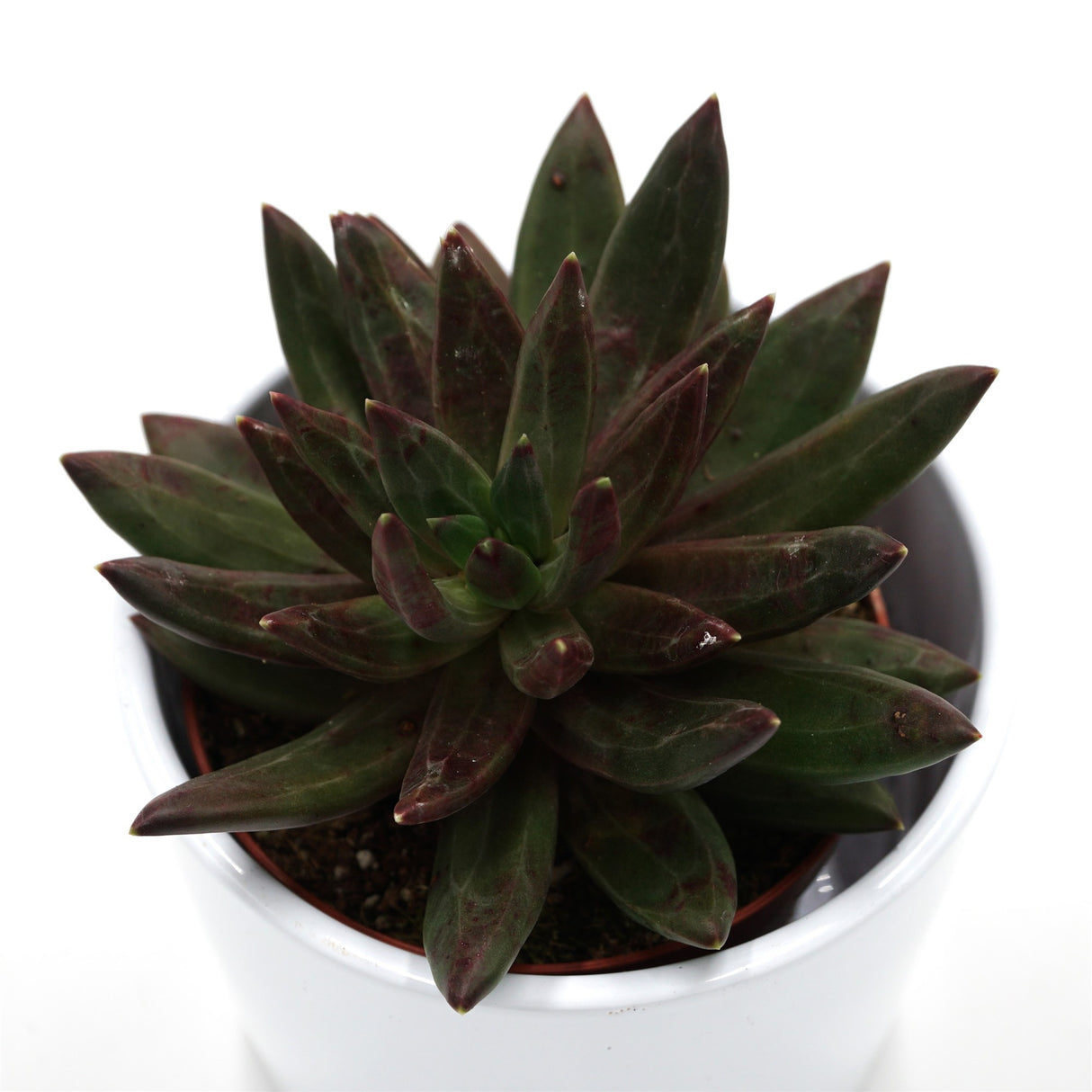 x Pachyveria Izar - 8,5cm