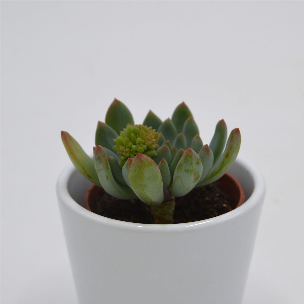 x Sedeveria Blue Elf - 5,5cm