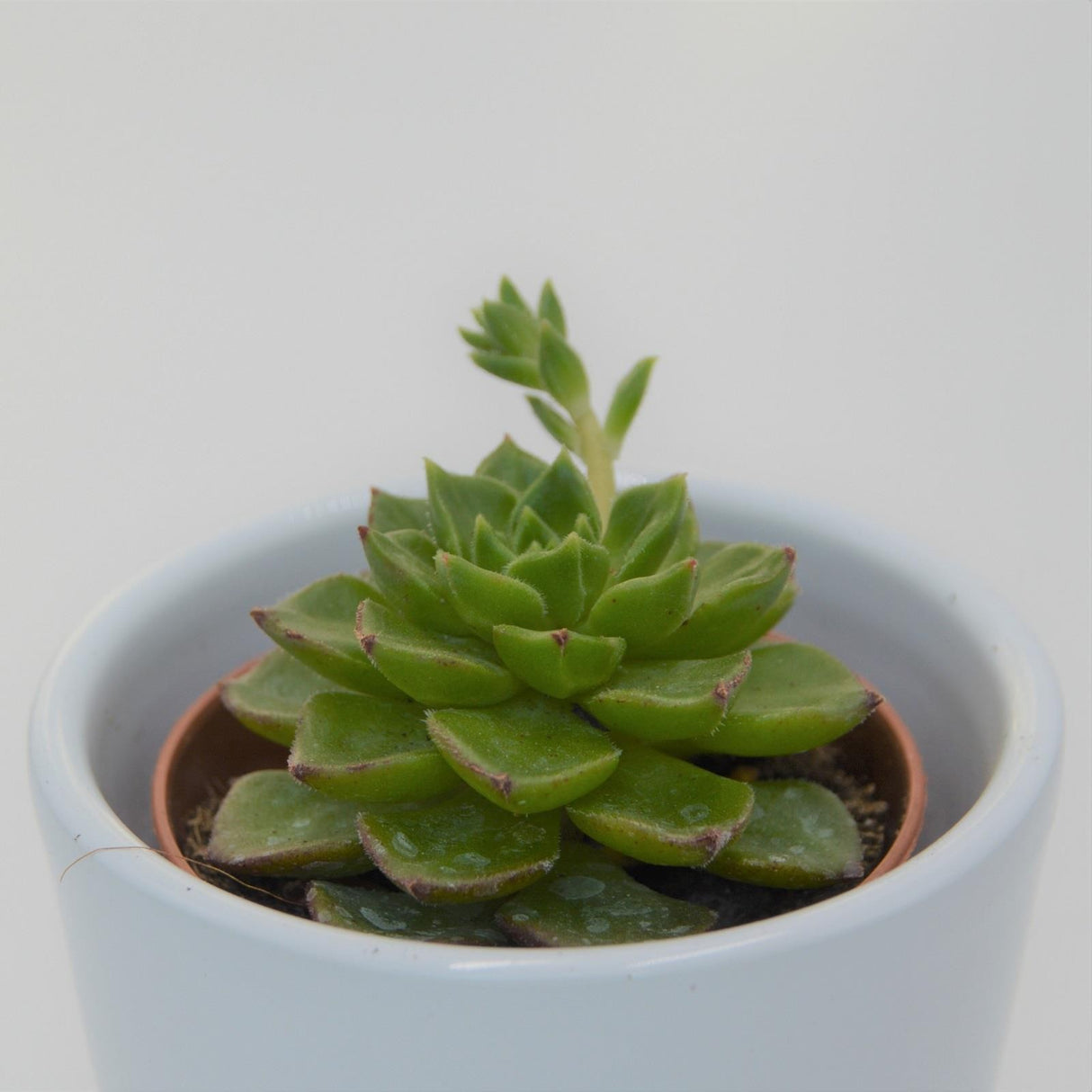 x Sedeveria Letizia - 5,5cm