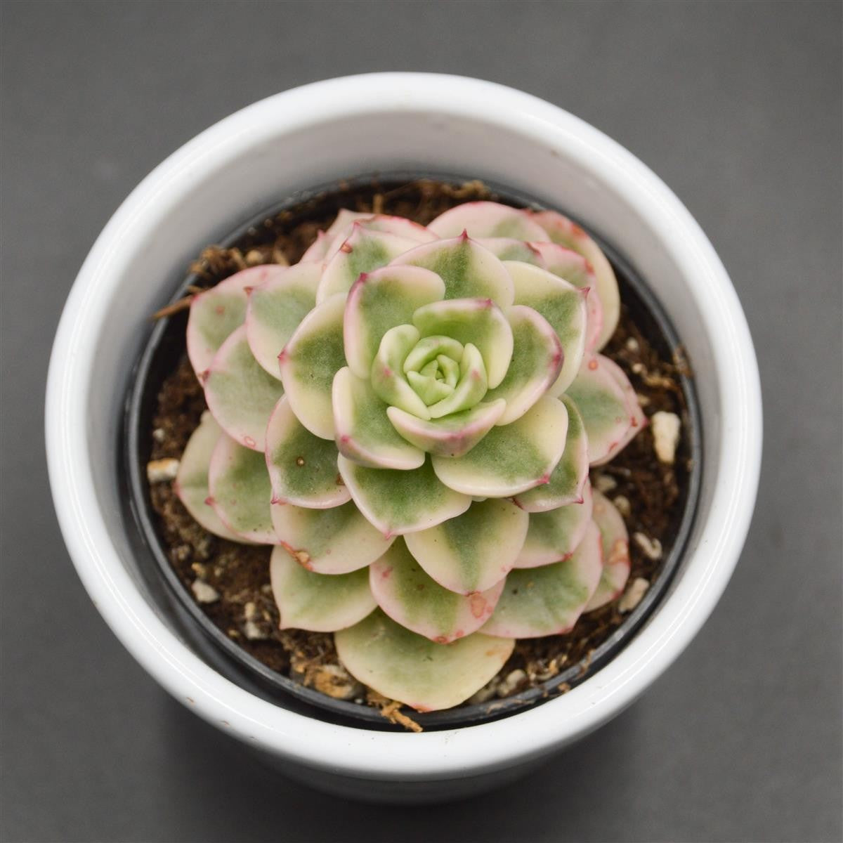 x Sedeveria Rolly f. variegata - 6cm