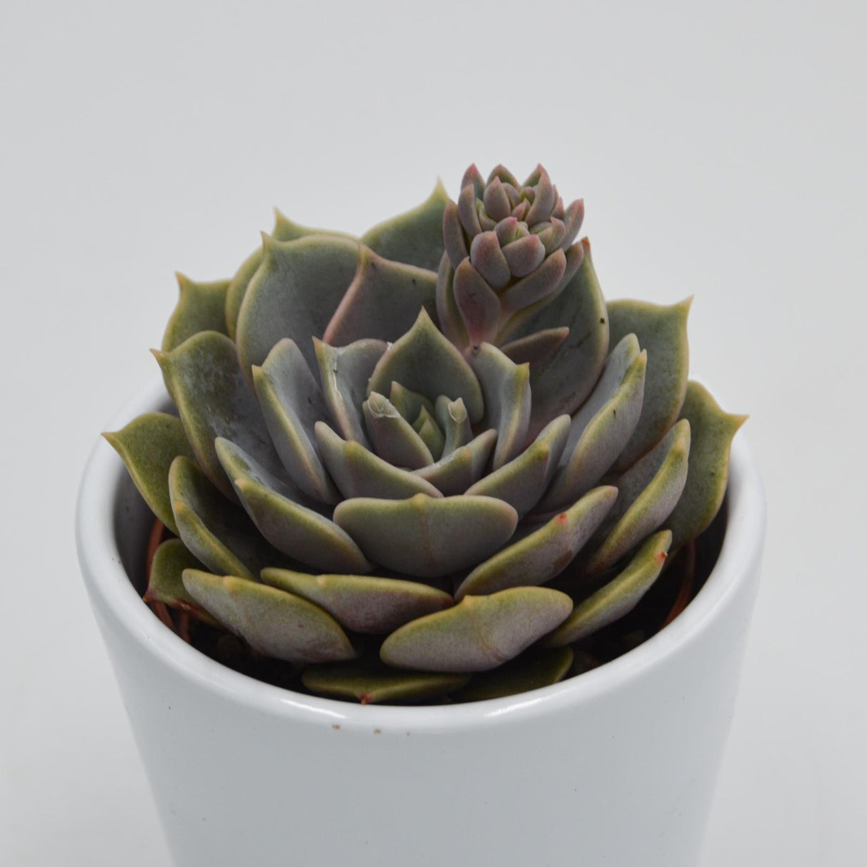 Echeveria Zestar - 6cm